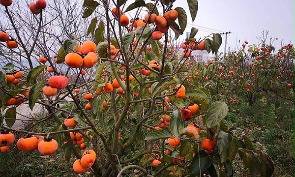 柿子林