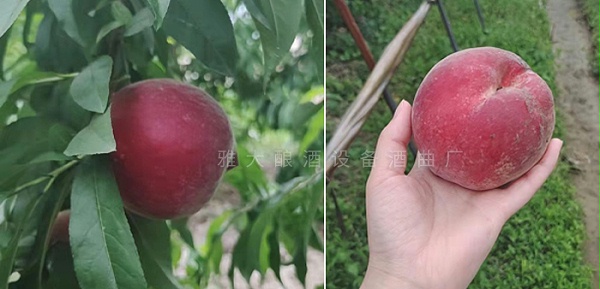 20190519144020000176/resource/images/1a52260d93b0428c99638ac37282ec92_12.jpg