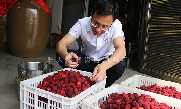 挑选杨梅