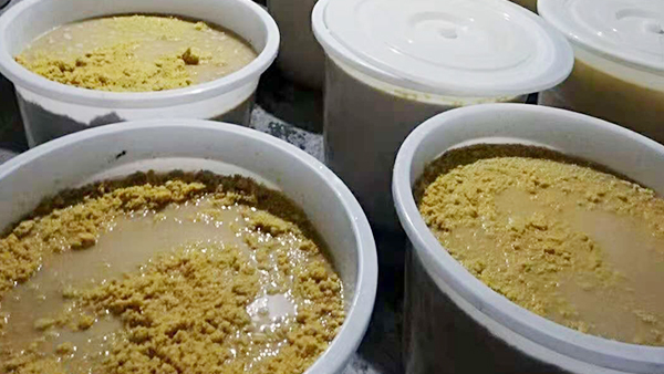4.20生料玉米发酵，粉碎的颗粒大小适当