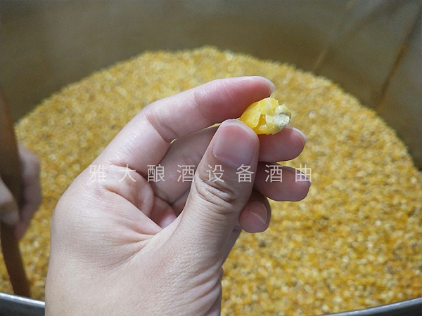 7.24玉米酿酒技术-检查粮食是否泡好