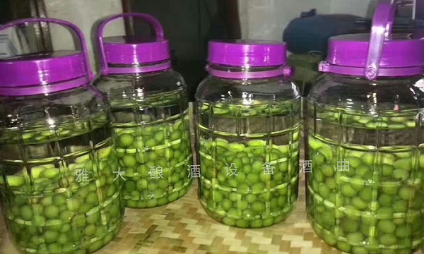 雅大学员刚泡的青梅酒