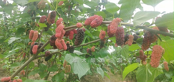20190519144020000176/resource/images/adf2015769ee460bbd1ec21c78f53315_18.jpg