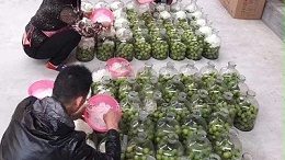 只会青梅泡酒怎么够！青梅发酵酒是怎么酿造出来的？