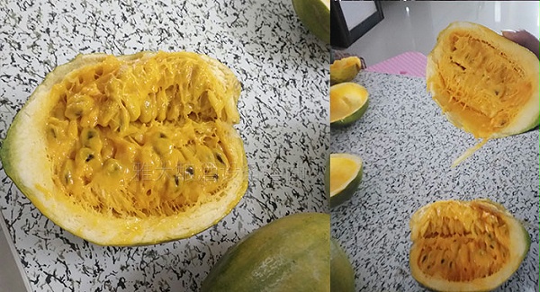 瓜蒌切开后长这个样子