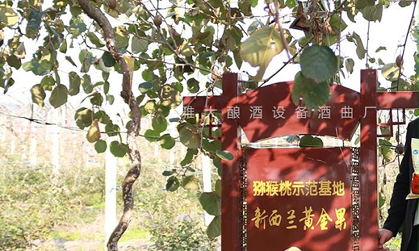 猕猴桃果园